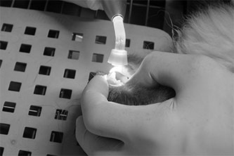 UV-Licht